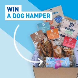 Celebrate International Dog Day and Win a Dog Hamper! Image