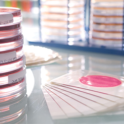 April Star Buy - 3M Petrifilm Aerobic Count Plates Image