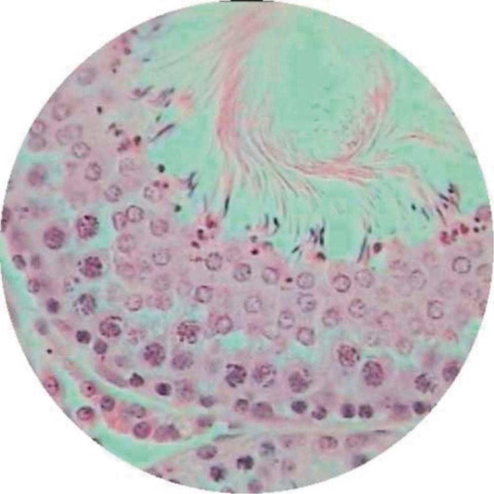 Human Testis T.S Prepared Sli | BB0062 | SE