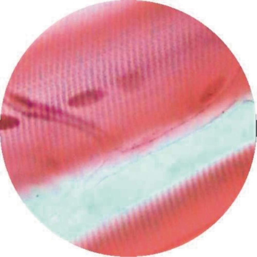 Cardiac Muscle L.S. For Striat | BB1274 | SE