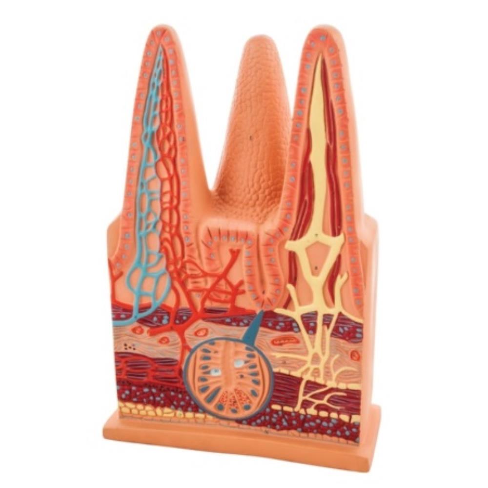 Intestinal villus model | BIO1124 | SE