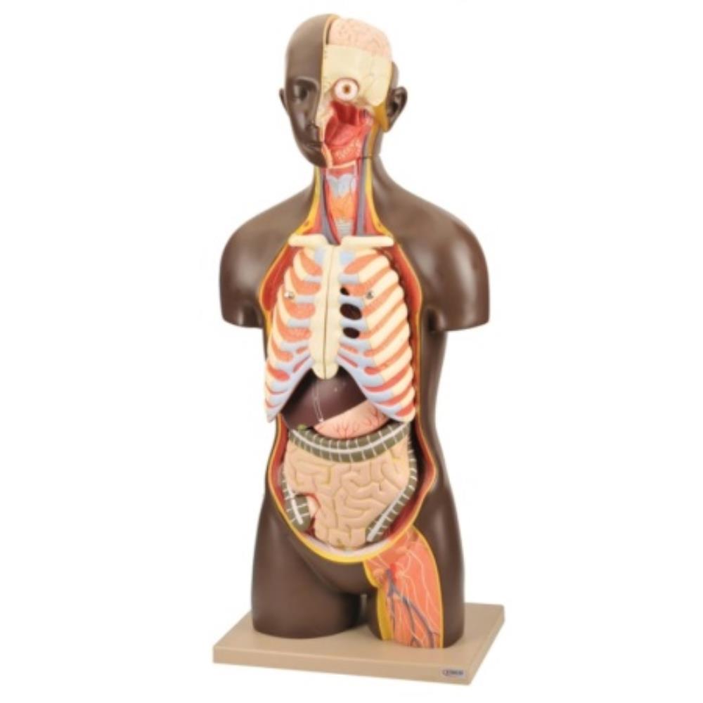 Life Size Unisex Human Torso 1 | BIO1132 | SE