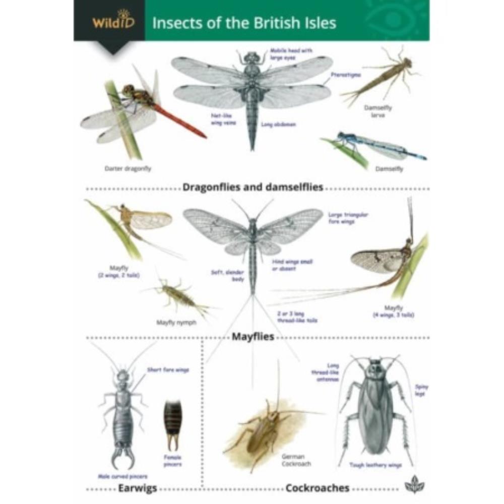 Insects of the British Isles I | BIO8032 | SE
