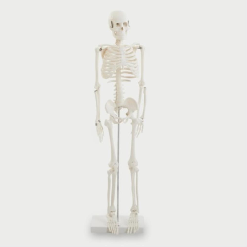 1/2 Scale Skeleton | MAG3015 | TICKIT | SE