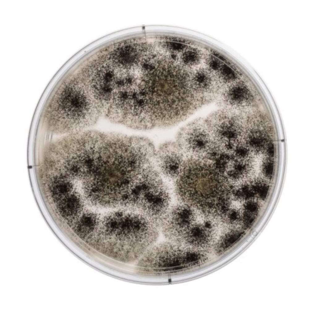 Thermo Scientific Oxoid Potato | PO0186A | OXOID | SE