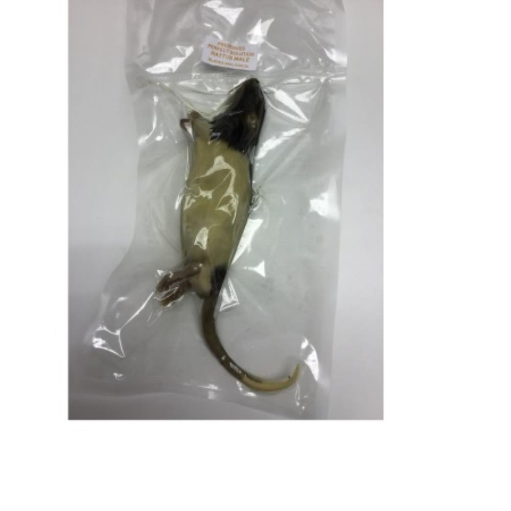 Rat Specimen Preserved in Perf | SEA20059 | SLS SELECT | SE