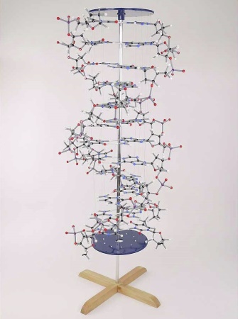 Orbit SEL1012 Proview DNA Model 