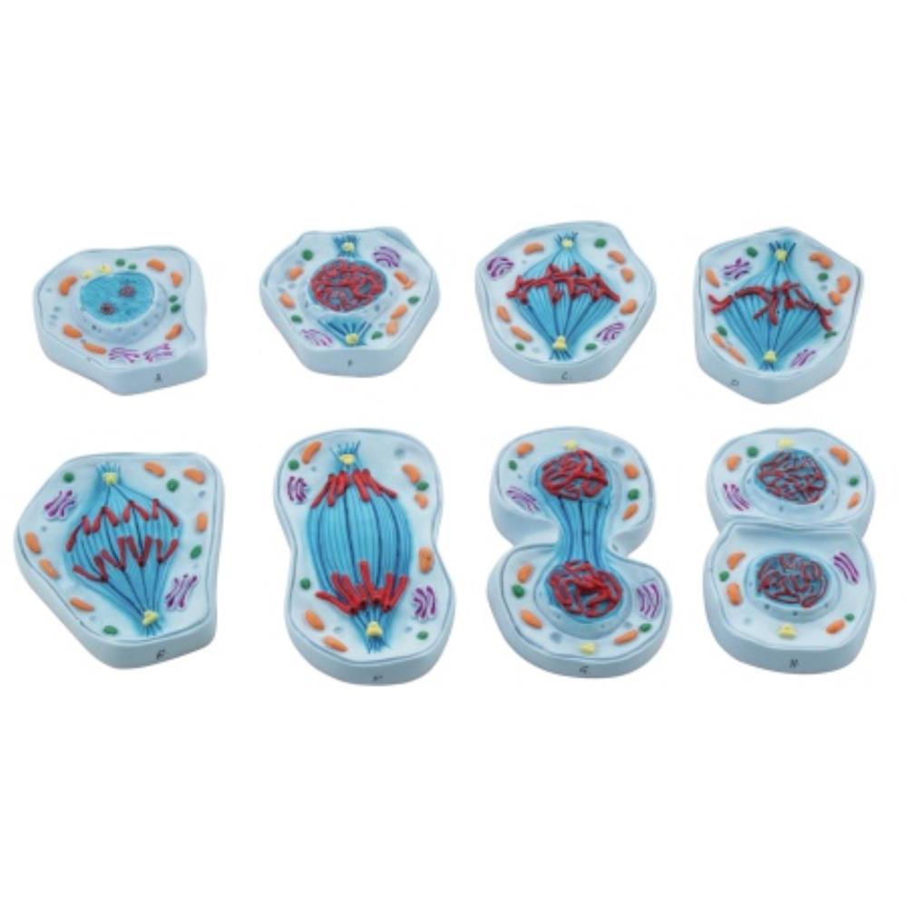 Eisco 3D Plant Cell Model - 10.5" Magnified Biology Education Model With Labeled Organelles