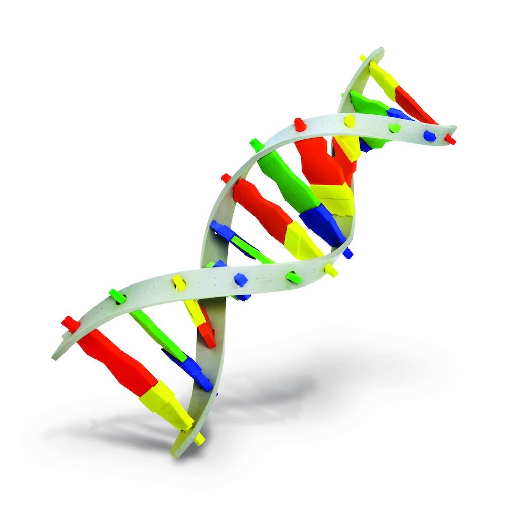 Bio-Rad DNA Model Kit | ELE1458 | BIO-RAD | SE